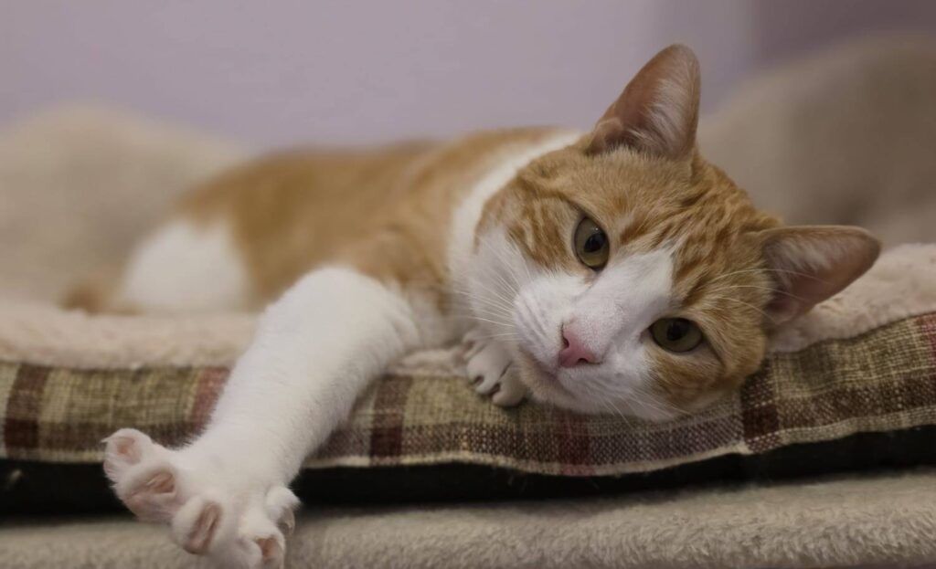 Gato Común Europeo en adopción: Terry
