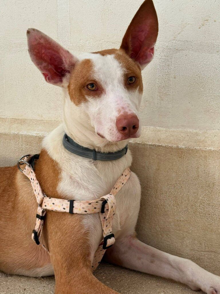Perro Podenco en adopción: Alfa