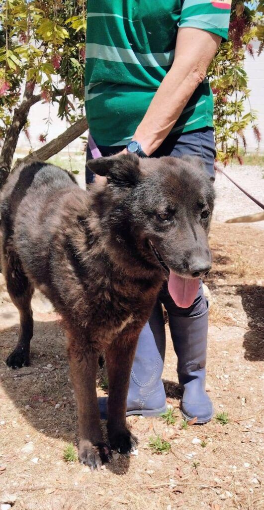 Perro Pastor Alemán  en adopción: Blacky