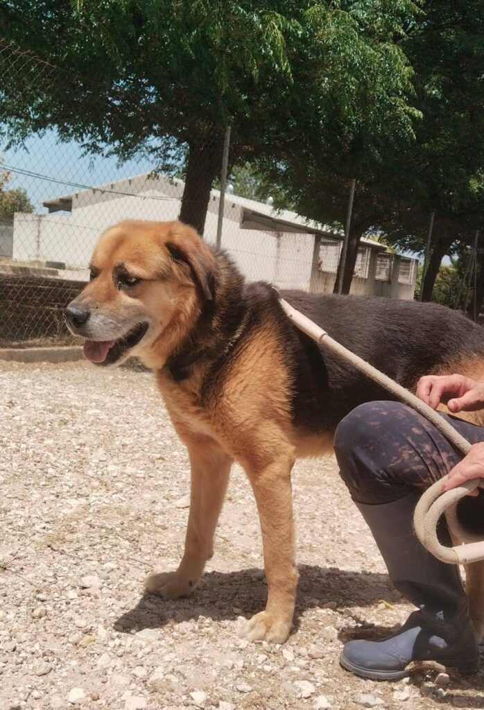 Perro Pastor Aleman X en adopción: Brandi