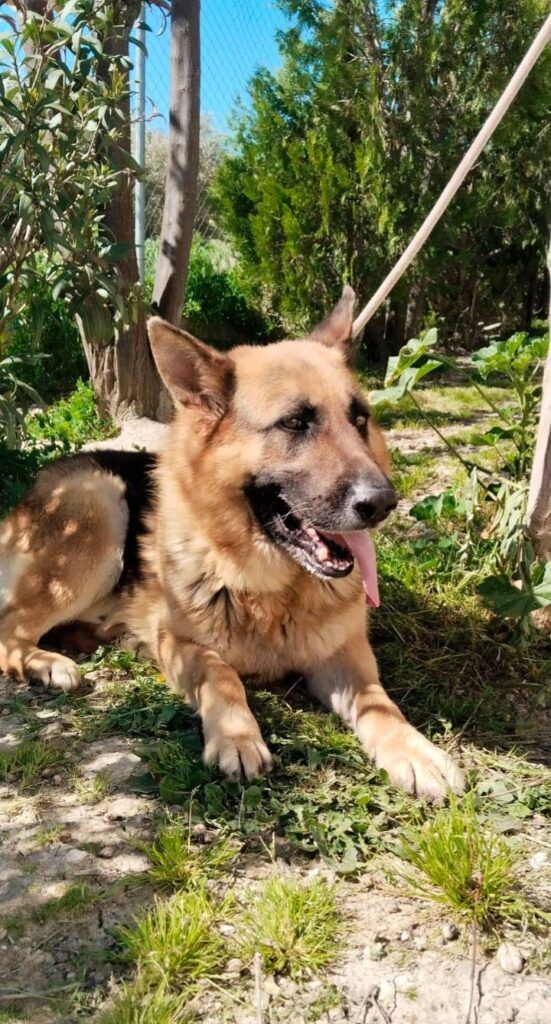 Perro Pastor Alemán en adopción: Keus