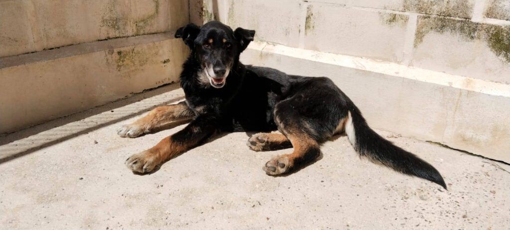 Perro Mestizo en adopción: Maximo