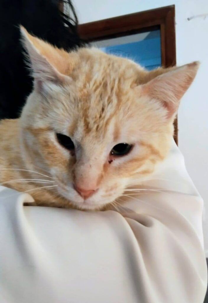 Gato Común Europeo en adopción: Tico