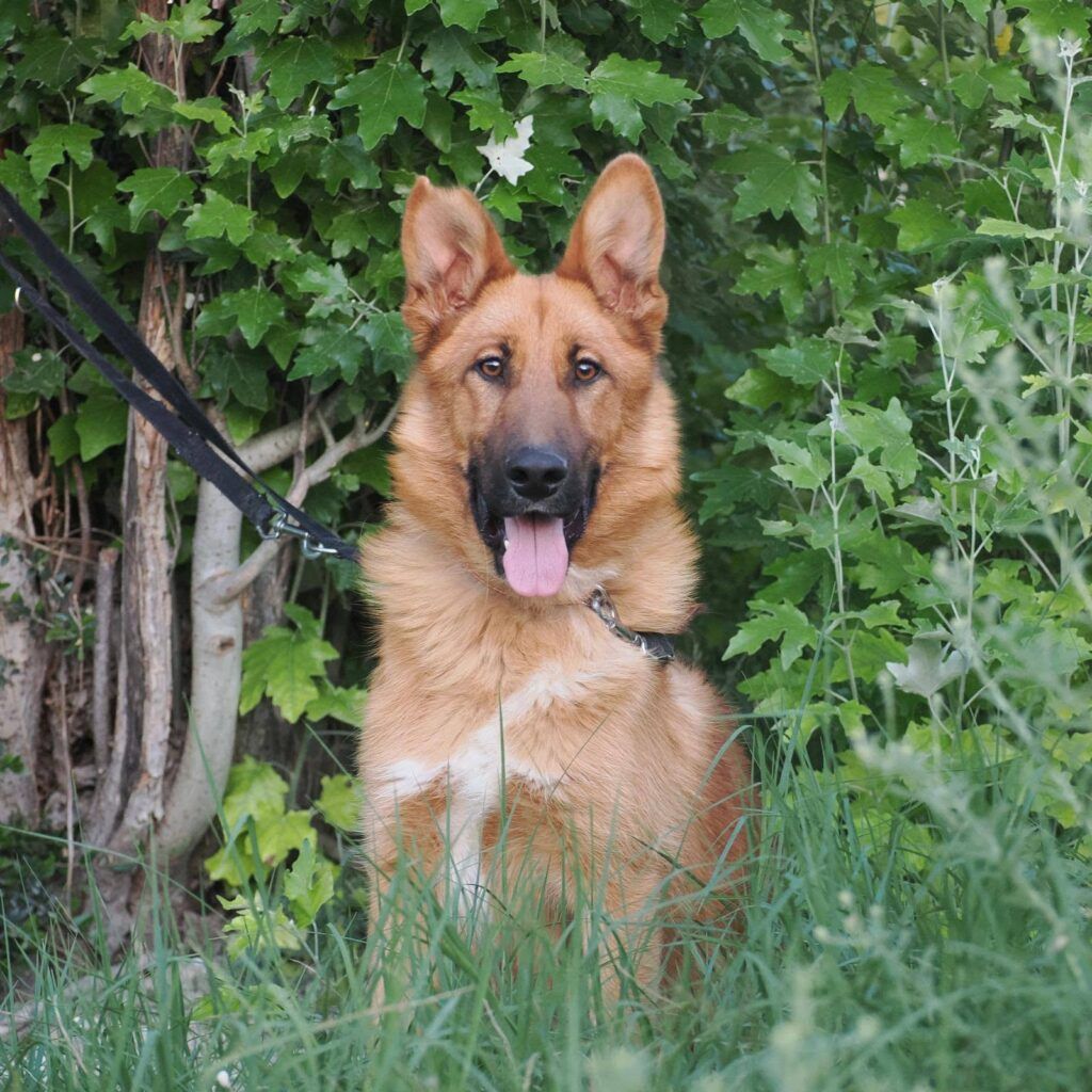 Perro Mestizo en adopción: Archer