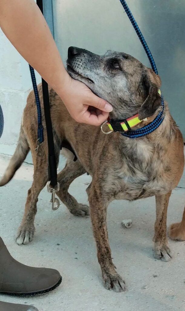 Perro Mestiza en adopción: Karla