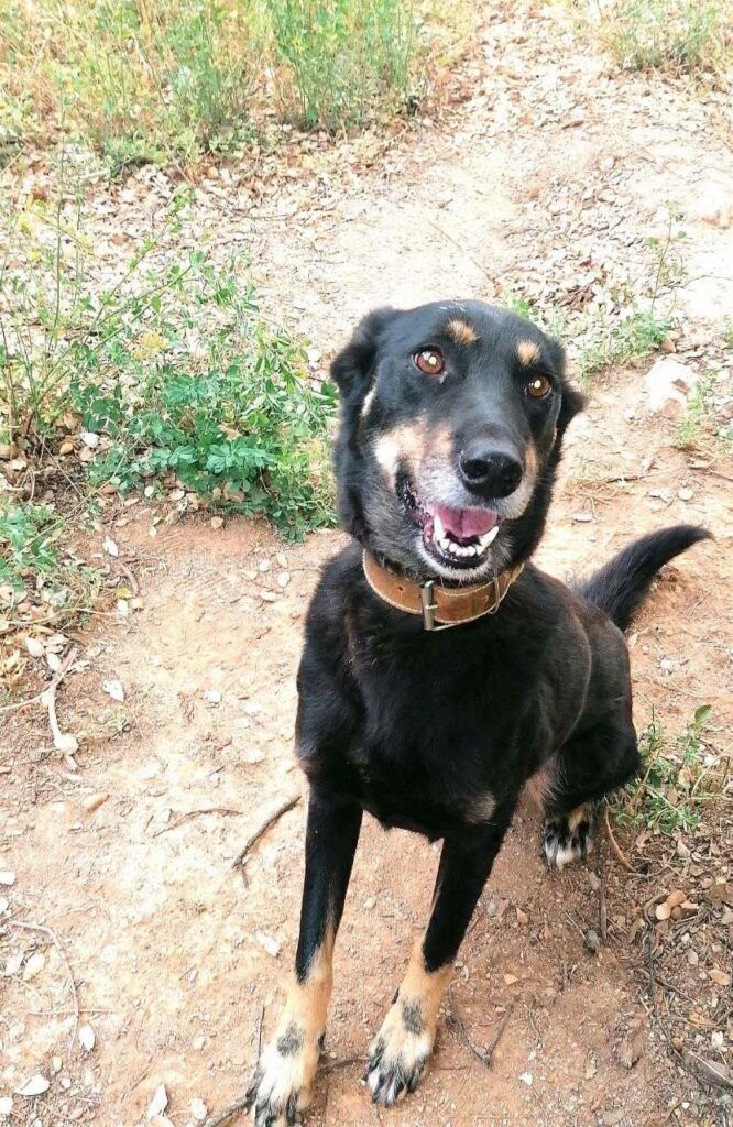 Perro Mestizo en adopción: Kolo