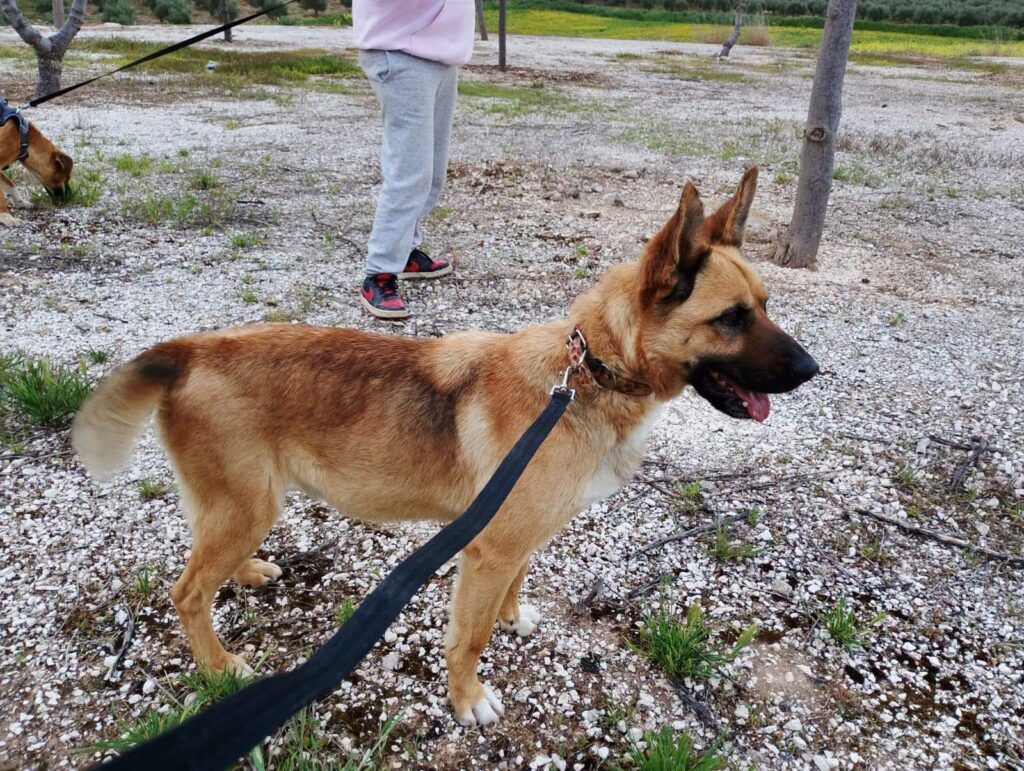 Perro Malinois X en adopción: Lenon