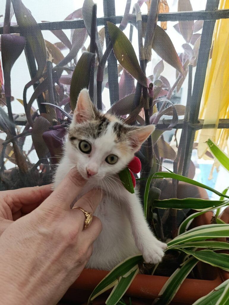 Gato Común Europeo en adopción: Perla