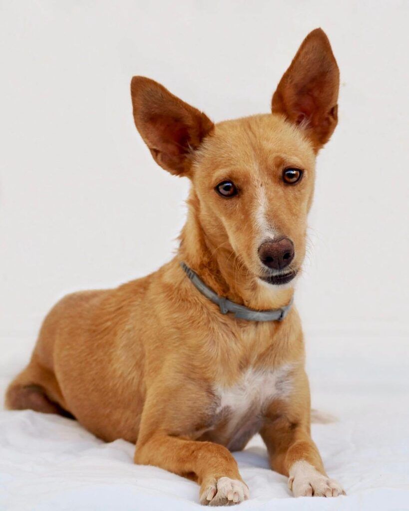 Perro Podenca en adopción: Rumba