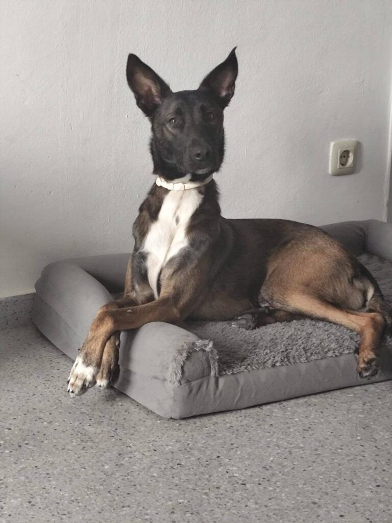 Perro Mestizo en adopción: Traste