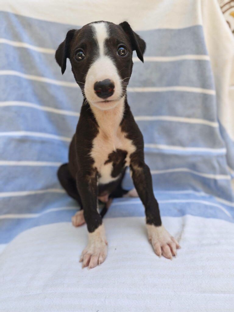 Perro Galgo en adopción: Turbo