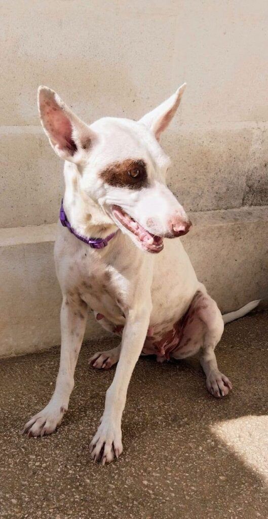 Perro Podenca X en adopción: Winnie