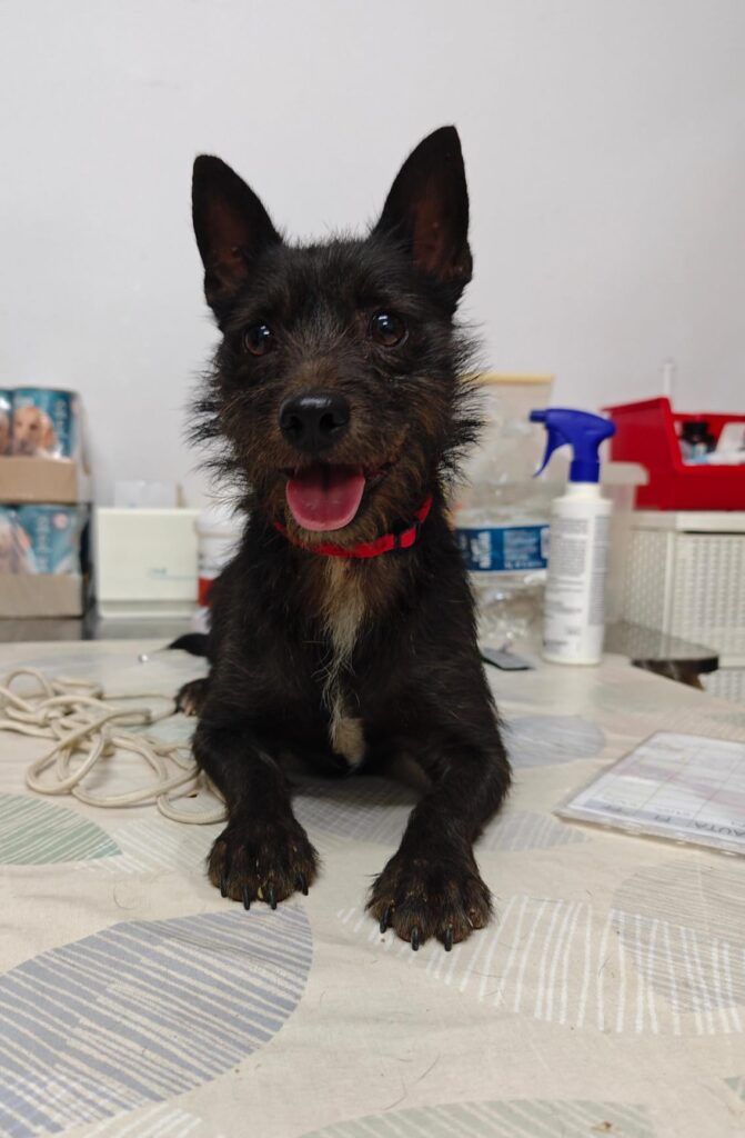 Perro Mestizo en adopción: Wolf
