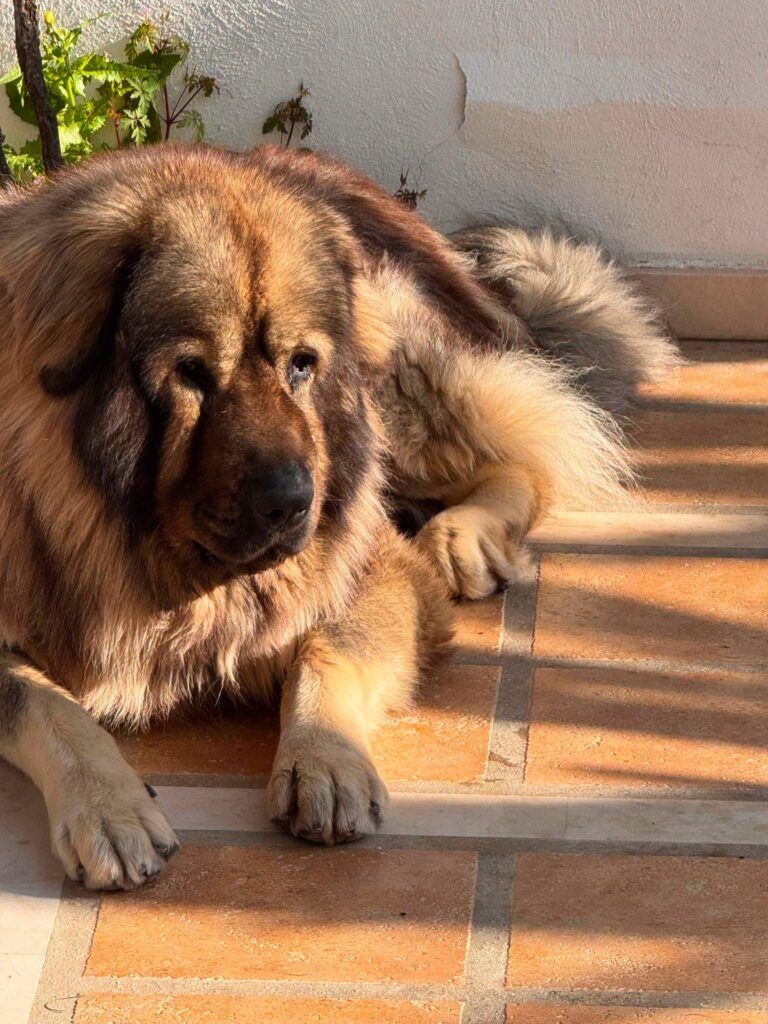Perro Mastín del Cáucaso en adopción: Archo