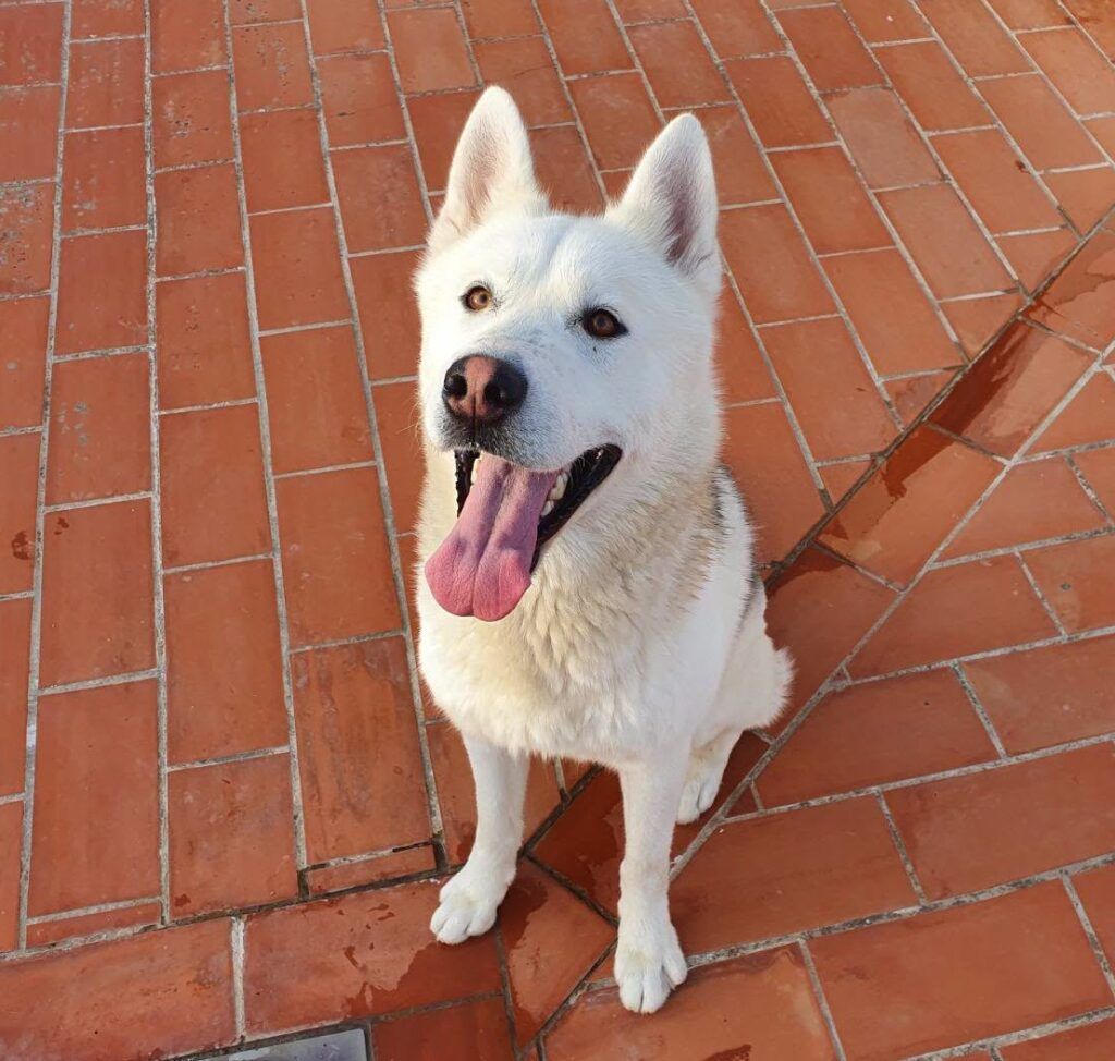 Perro Husky en adopción: Harpo