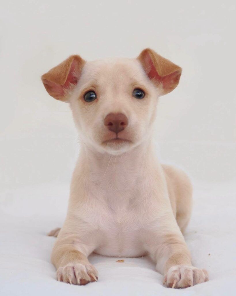 Perro Podenco en adopción: Helga