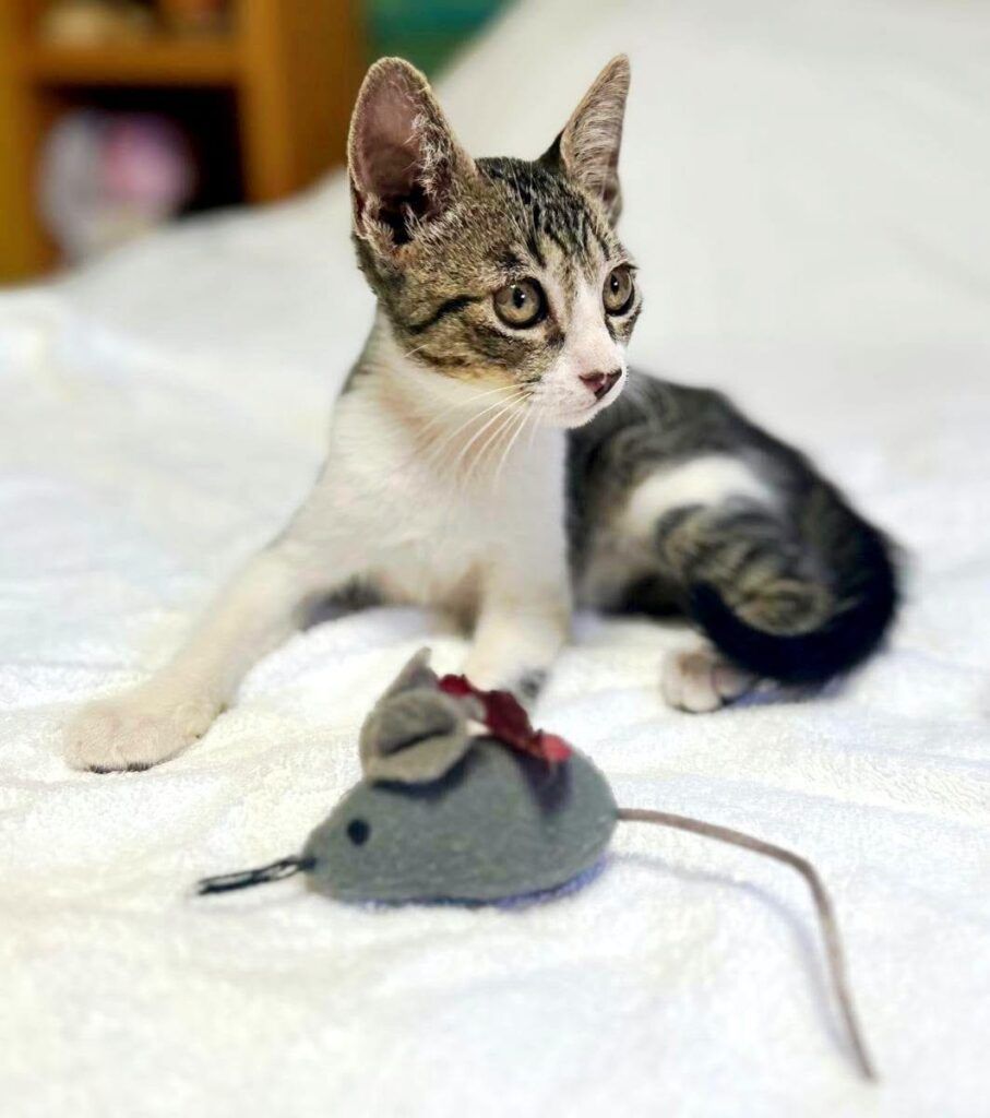 Gato Común Europeo en adopción: Nilo