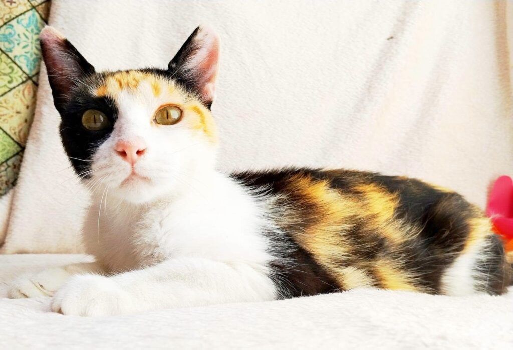 Gato Común Europea en adopción: Olivia