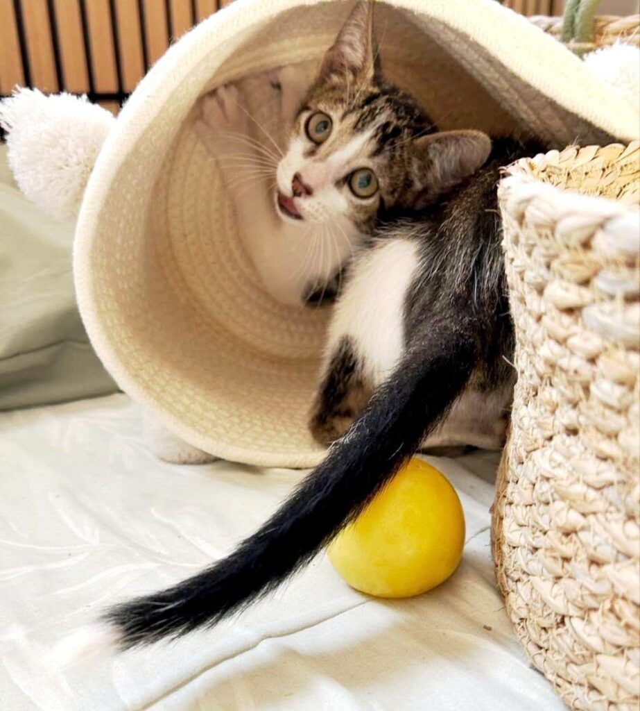 Gato Común Europeo en adopción: Rey
