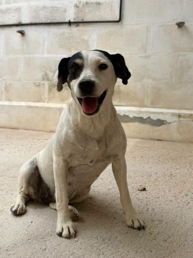 Perro Bodeguera en adopción: Ariel