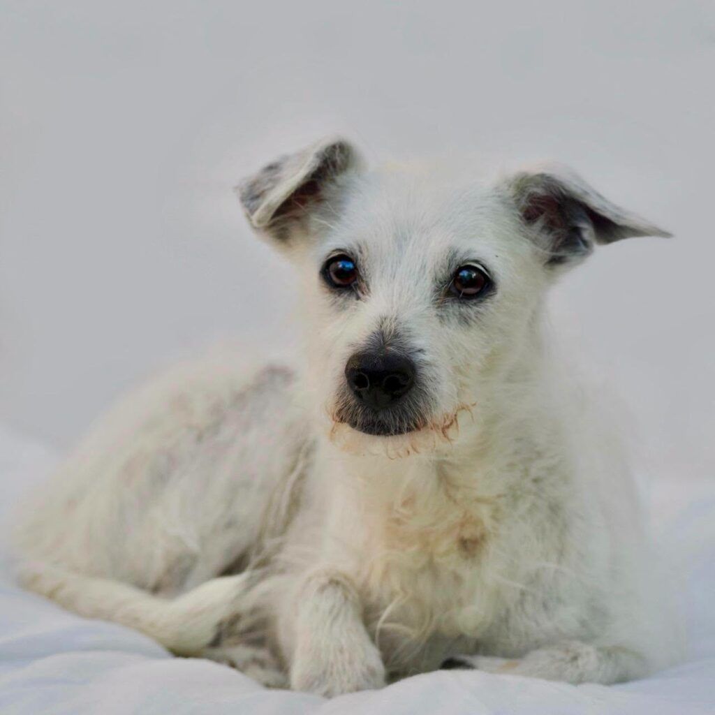 Perro Mestiza en adopción: Edurne