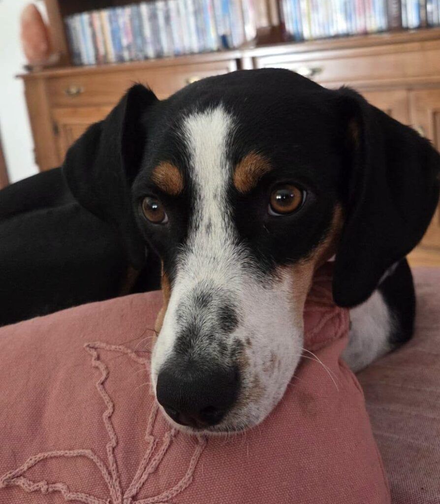 Perro Bodeguera X en adopción: Lola