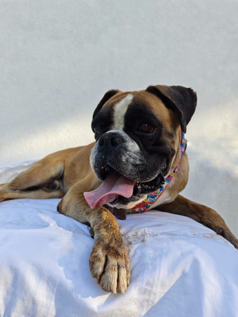 Perro Bóxer en adopción: Max