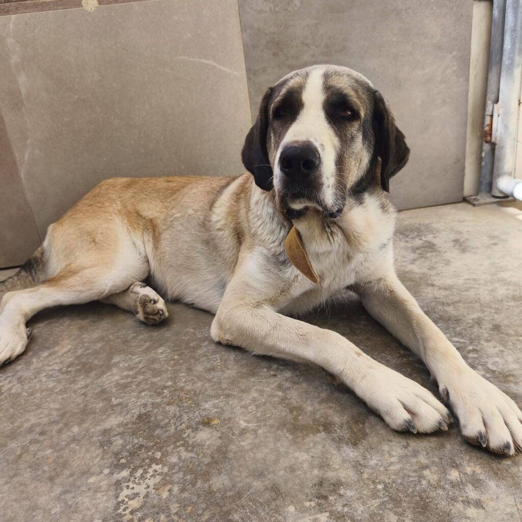 Perro Mastín en adopción: Siri