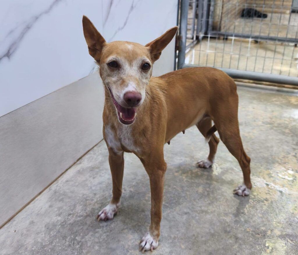 Perro Podenca en adopción: Tessa
