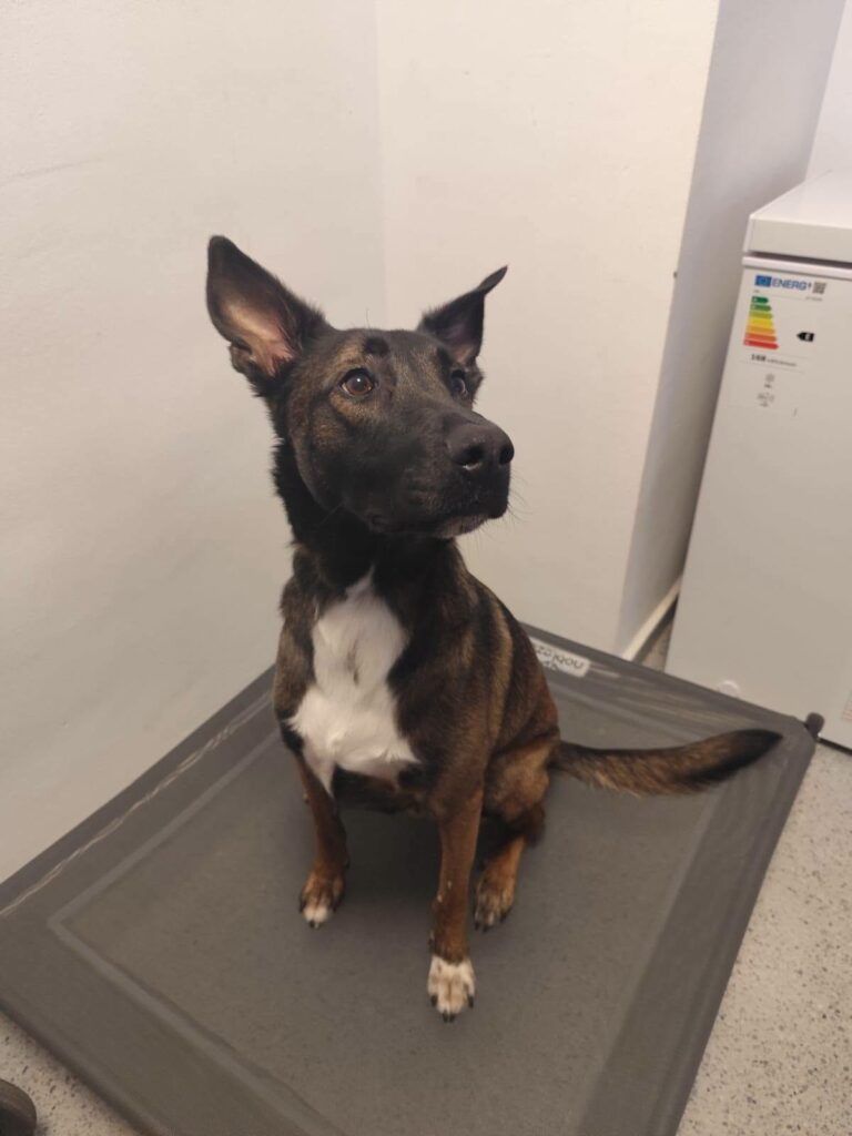 Perro Mestizo en adopción: Traste