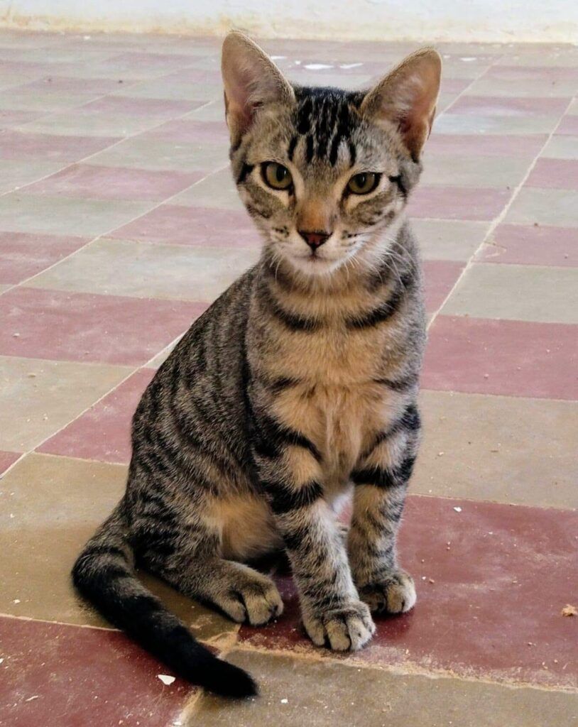 Gato Común Europeo en adopción: Albert