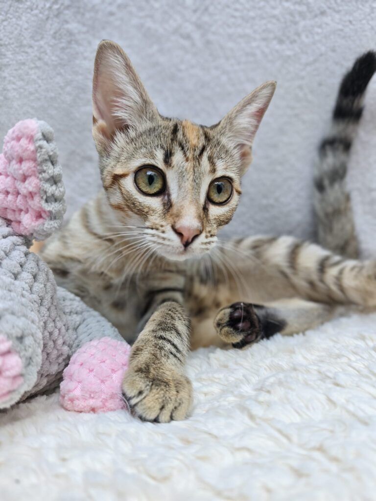 Gato  en adopción:  Adopta cachorro gatit@