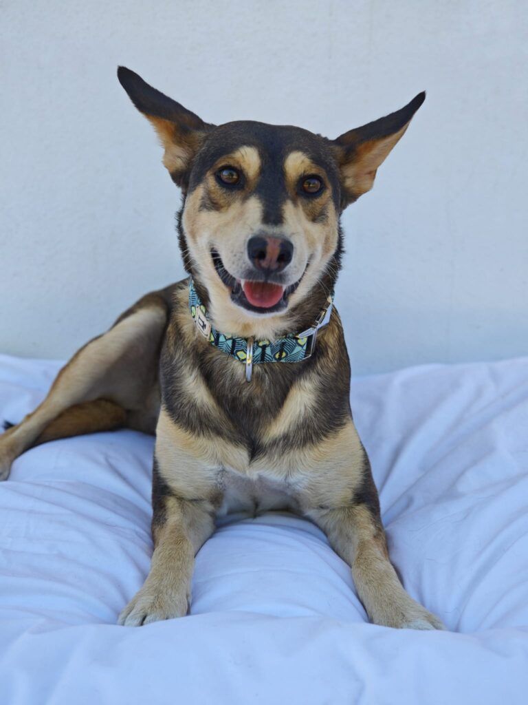 Perro Mestizo en adopción: Jairo