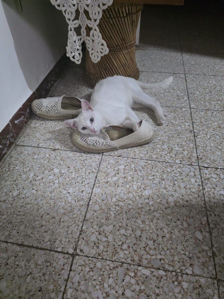 Gato Común Europeo en adopción: Luz