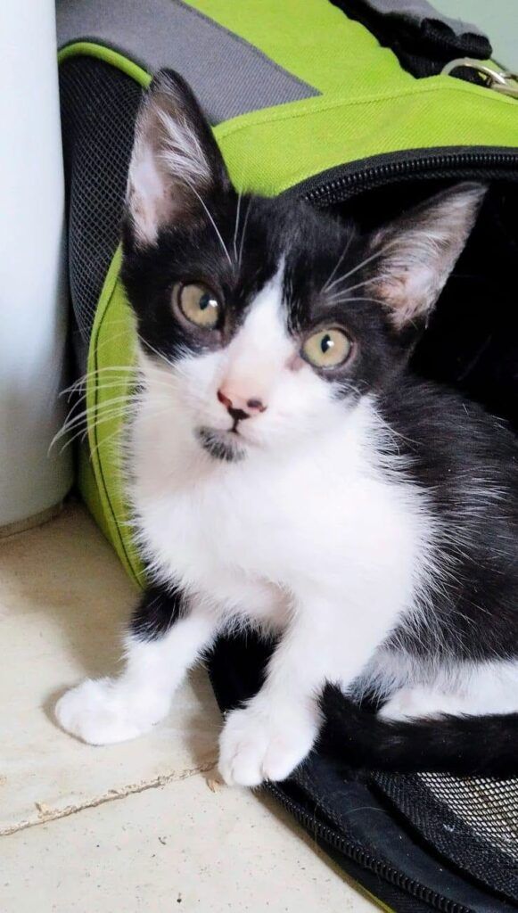 Gato Común Europeo en adopción: Mati