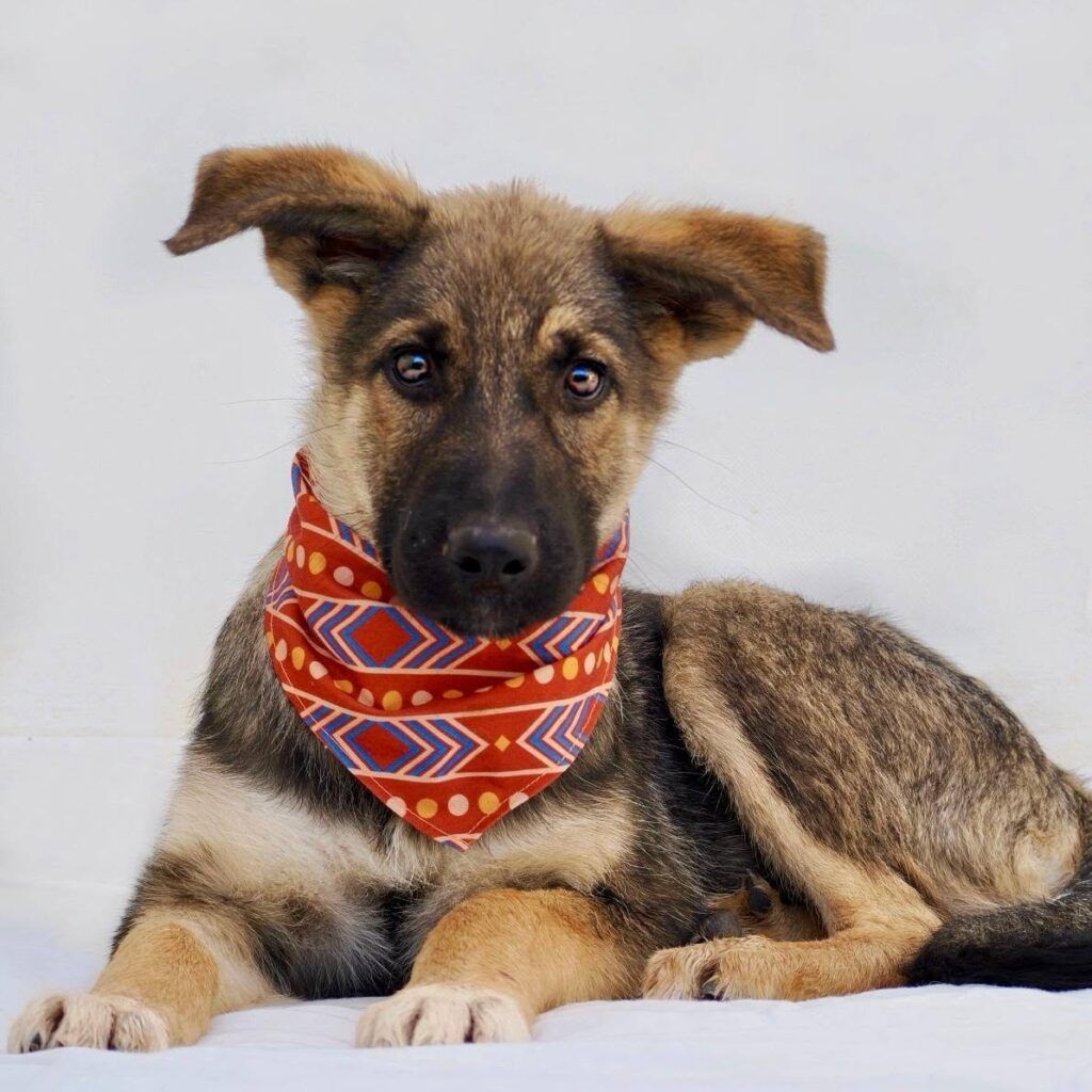 Perro Pastor Aleman en adopción: Nerina