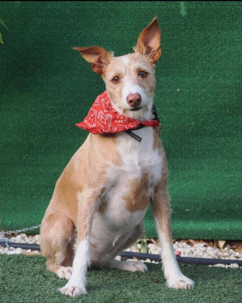 Perro Mestiza en adopción: Neva