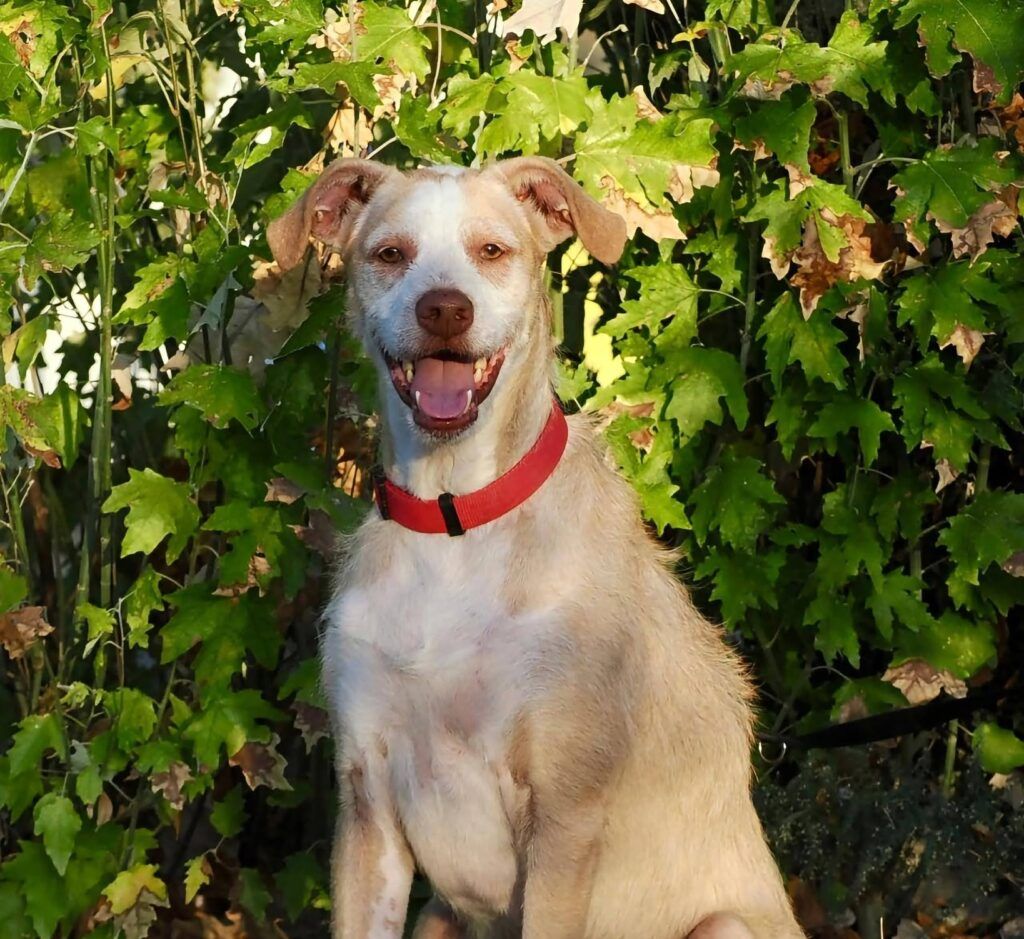 Perro Mestizo en adopción: Niko
