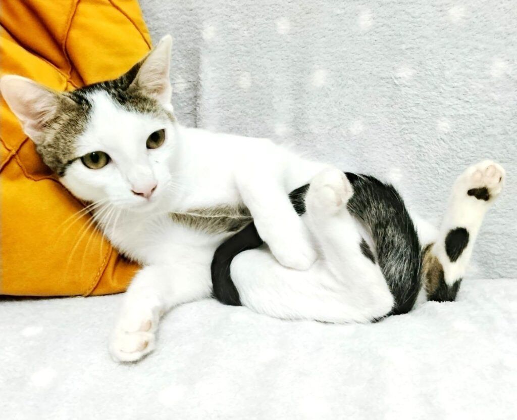 Gato Común Europeo en adopción: Odin