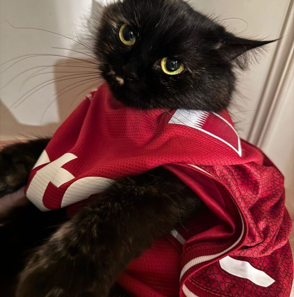 Gato Europeo Común en adopción: Brownie
