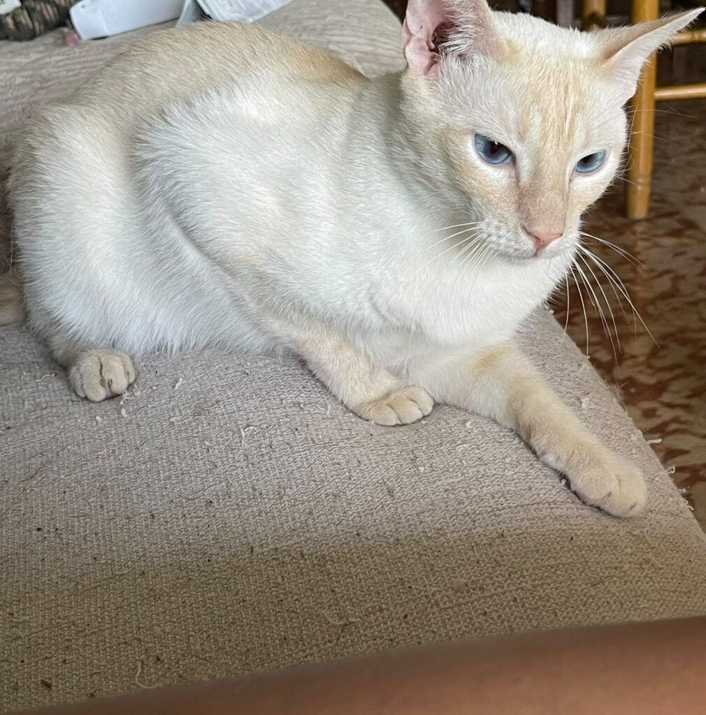 Gato Siamés en adopción: Edwin