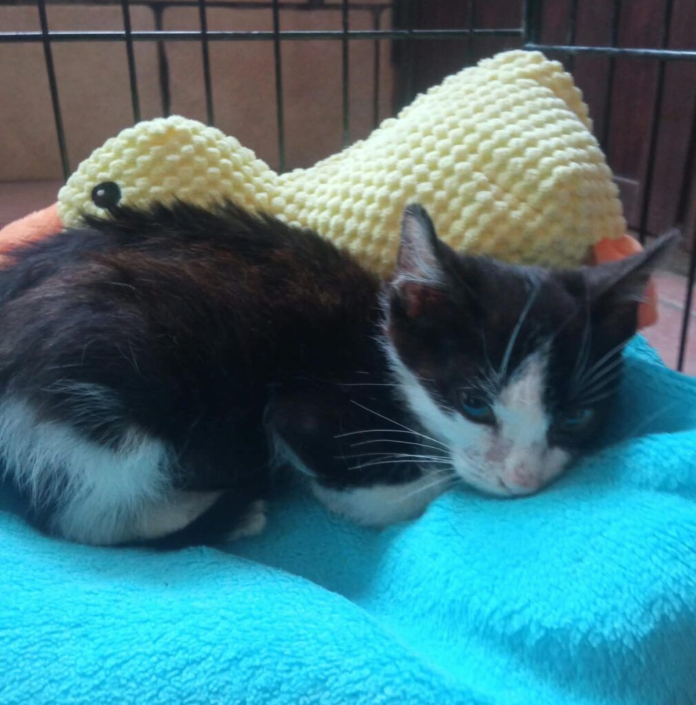 Gato Europeo Común en adopción: Nox
