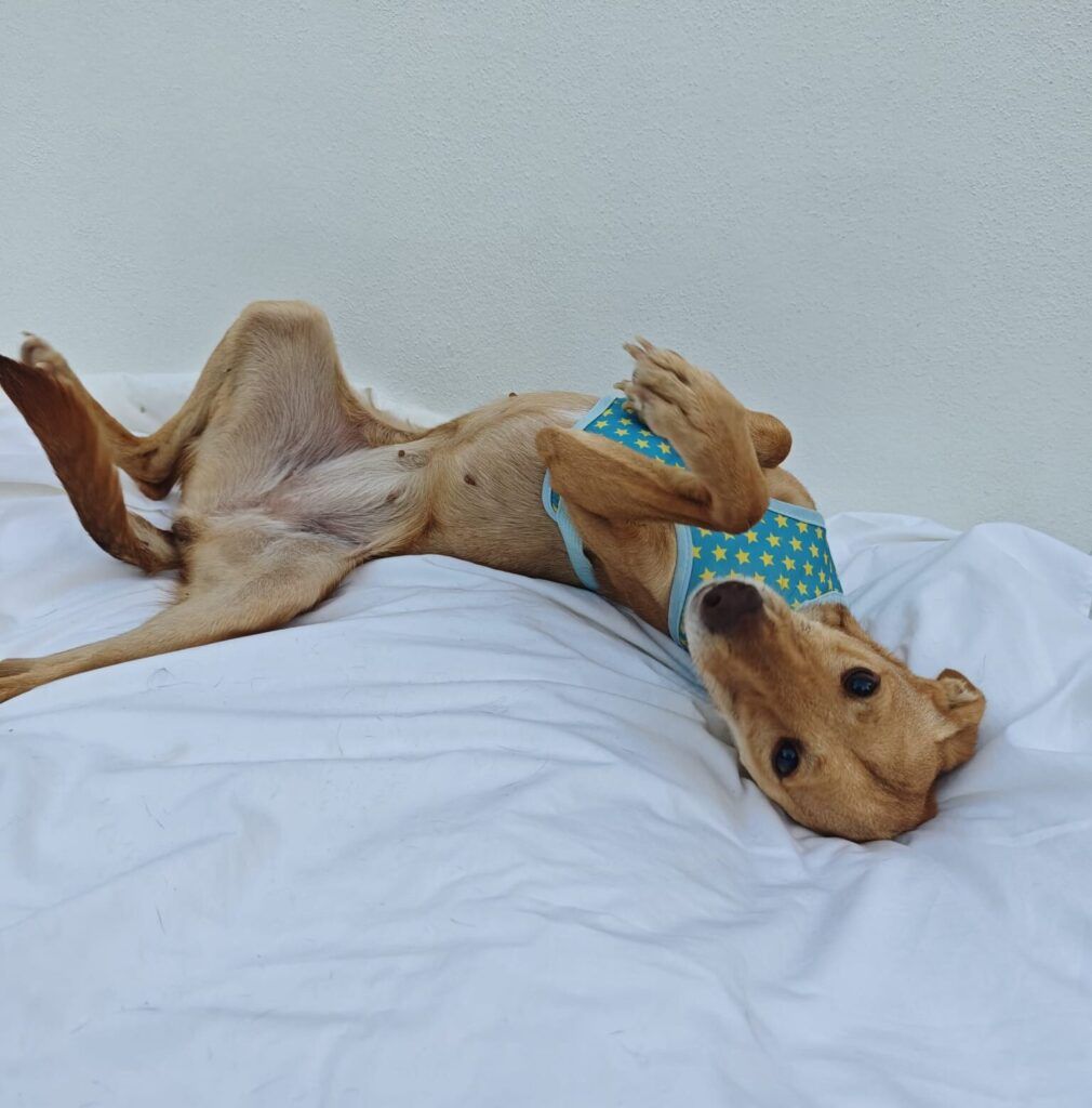 Perro Podenco en adopción: Sansa