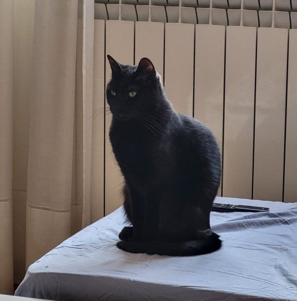 Gato Europeo Común en adopción: Lunha