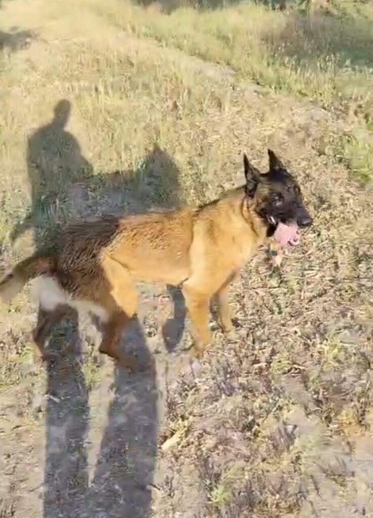 Perro Pastor Belga Malinois en adopción: Furia