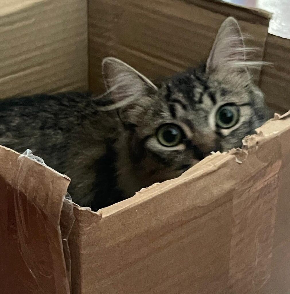 Gato Europeo Común en adopción: De rivia