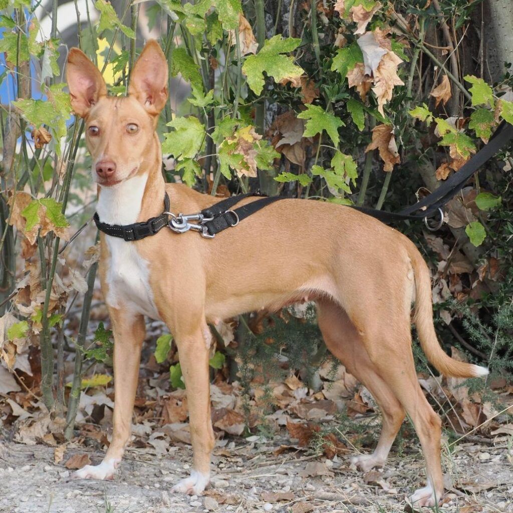 Perro Podenco en adopción: Bela
