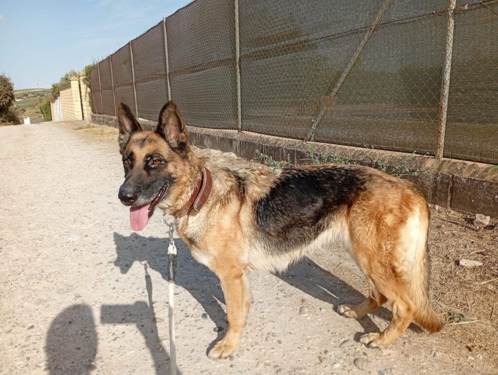 Perro Pastor Alemán en adopción: Mora