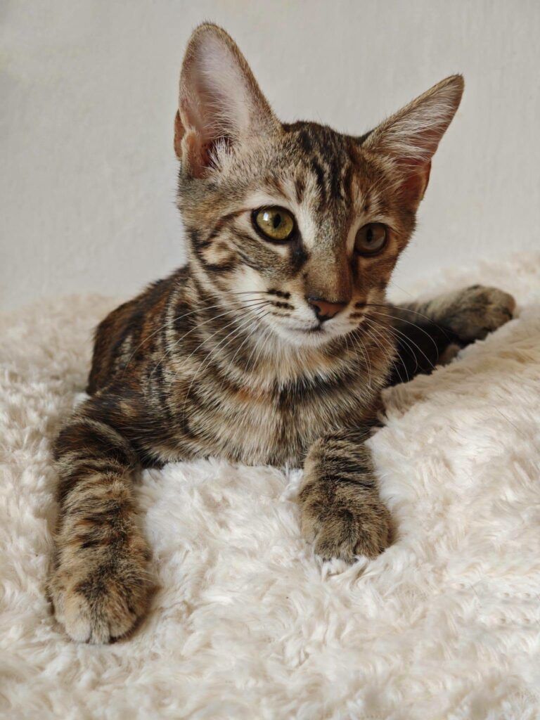 Gato Común Europeo en adopción: Almendra