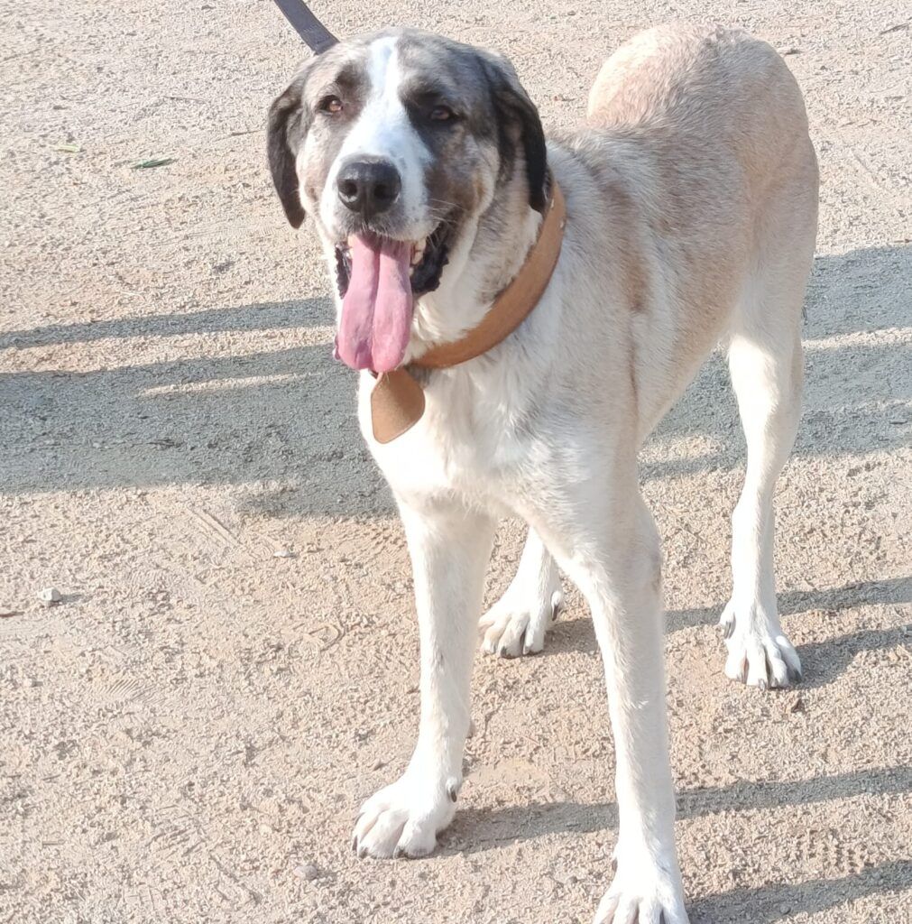 Perro Mastín en adopción: Siri